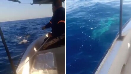 Hatay'da balıkçıları korkutan görüntü! Devasa köpek balığı halata dolandı - Yaşam