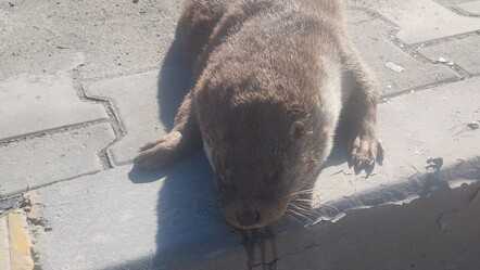 Su samuruna araba çarptı - Gündem