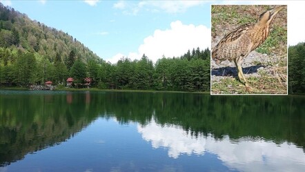 Türkiye'de ilk kez görüntülendi! Nesli tükenmek üzere olan Güney Amerika balabanı, Artvin'de ortaya çıktı - Yaşam