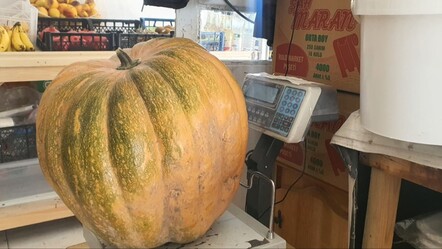 Ata tohumu ile üretildi! 1 tanesi 35 kilo geliyor - Ekonomi