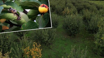 Ayvayı don vurdu: Geçen yıl 60 ton, bu yıl 2 kasa çıktı! - Ekonomi