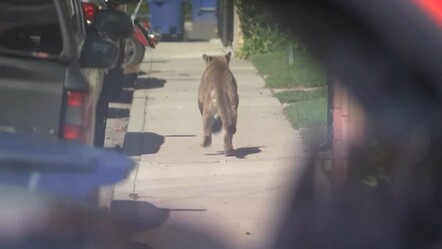 Çin’de sirkten kaçan aslan ortalığı birbirine kattı! Film sahnelerini aratmadı - Dünya