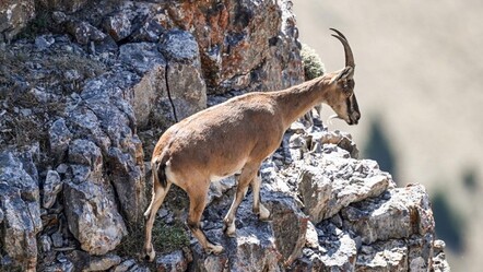 Avladıkları hayvanlar başlarına bela oldu: Milyonluk ceza yediler - 3. Sayfa