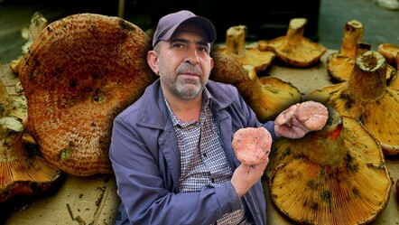 Et kadar değerli! Çıntar tezgahlarda yerini aldı, kilosu 500 lira - Ekonomi