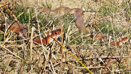 Köyde yürürken karşısına çıktı, hemen telefona sarıldı! Böyle bir yılanı ilk kez gördü - Yaşam