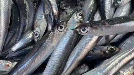 Hamside rekor bolluk: Tezgahta 50 TL’den taze taze satılıyor - Yaşam