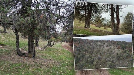 Türkiye'nin en ilginç ormanı: Asırlardır balta girmiyor, kuruyan ağaçlar bile ormanda bırakılıyor - Yaşam