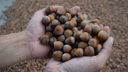 Rekabet Kurulu'ndan Ferrero kararı! Fındık alım zorunluluğu 15 bin ton azaldı - Ekonomi