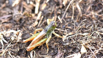 3 ilde görüldü! Yeni tür keşfi bilim dünyasına sunuldu - Yaşam