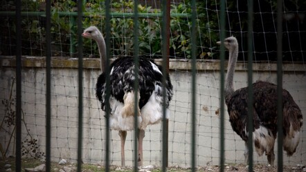 Avrupa'nın kalbinde kuş gribi salgını! Kümes hayvanlarına karantina geliyor - Dünya
