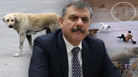 Erzurum başıboş sokak köpeği sorununu çözdü! Vali Mustafa Çiftçi açıkladı: Sayıyı sıfırladık - Gündem