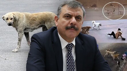 Erzurum başıboş sokak köpeği sorununu çözdü! Vali Mustafa Çiftçi açıkladı: Sayıyı sıfırladık - Gündem