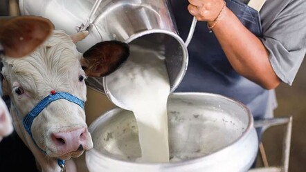 İnek sütünün yağ değerleri değişti! Tarım ve Orman Bakanlığı'nın yeni düzenlemesi yürürlüğe girdi - Ekonomi