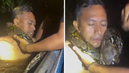 Nehir turu faciaya dönüştü! Dev piton önce suya çekti, sonra boynuna dolandı - Dünya