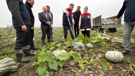 Düzce'nin coğrafi işaretli lezzetinde hasat başladı! İlk ürünü kaymakam topladı - Ekonomi