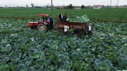 Bafra Ovası'nda hasat başladı! Tarlada kilosu 8 lira - Ekonomi