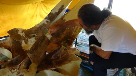 Böylesi ilk defa yapılıyor! 16 metrelik balinanın kemikleri birleştirilmeye başlandı - Yaşam