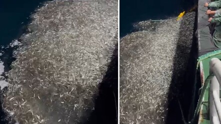 Yakaladıkları binlerce balığı denize geri bıraktılar! Nedeni 'alkış' alır - Yaşam