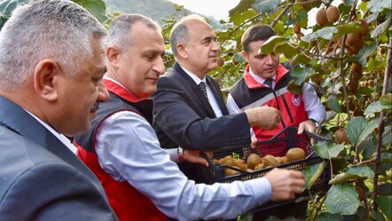 8 dönümden 25 ton hasat ediliyor! Modern kivi Ordu'yu ihya ediyor - Ekonomi