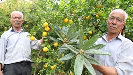 Diyarbakır'da yetişiyor! Yok böyle köy, ne Akdeniz ne Karadeniz... - Yaşam