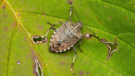 Tarım arazilerini mahvediyor! Ülkeye Artvin'den giren kahverengi kokarca böceği Marmara'ya yerleşti - Yaşam