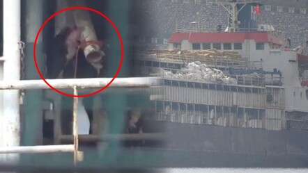 Uruguay'dan Bandırma'ya gelen gemide kriz! İnekler, susuzluktan boruları yaladı - Yaşam