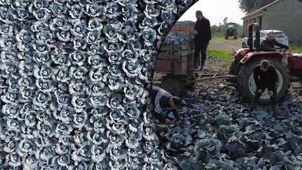 Bafra Ovası kırmızıya büründü! Hasat başladı, tarlada kilosu 13 lira - Ekonomi