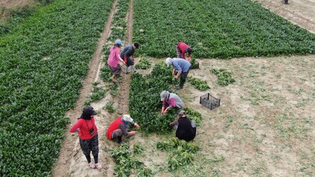 Tarlada 6 markette, 50 lira! Üretici fiyat farkına tepkili - Ekonomi