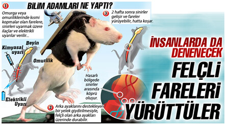 Sinir hücreleri uyandırıldı, felçli fareler yürüdü - dunya