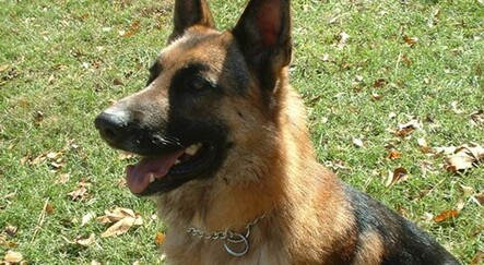 Polis köpeğini öldürmeye 26 ay hapis  - dunya