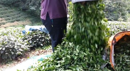 Çay üreticisine müjdeli haber - yasam