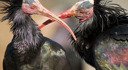 Kelaynakları terör örgütü IŞİD'den önce bulanlara bin dolar ödül - yasam