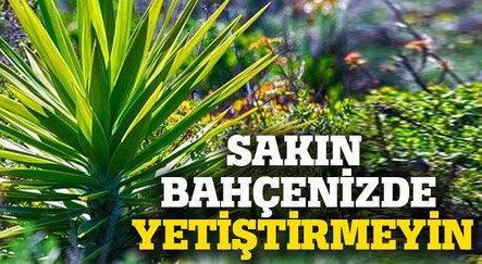 Bahçede yetiştirmemeniz gereken bitkiler - saglik