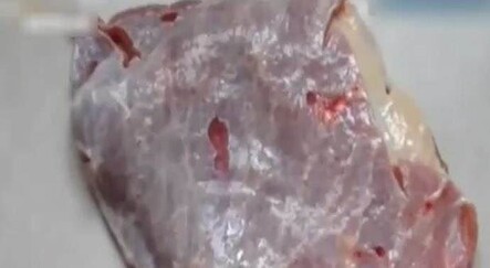 Kasaptan aldığı biftek evde canlandı! - yasam