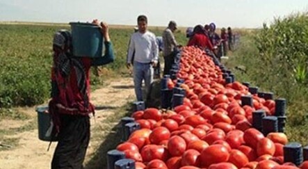 Domates dalında, çiftçi öfkeden kızardı - dunya