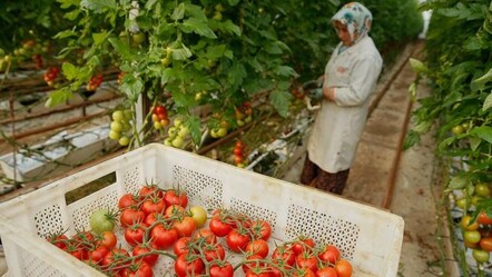 İsrail Türkiye'den ithal edilecek domatesten vergi almayacak - dunya