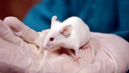 Felçli fareler kök hücre tedavisiyle yürüdü - dunya