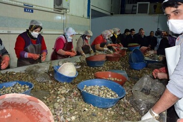 Akçakoca’da deniz salyangozu sevkiyatı sürüyor - ekonomi