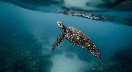 Madagaskar'da kaplumbağa etinden zehirlenen 8 çocuk öldü - dunya