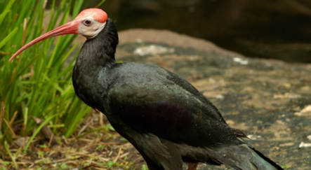 Kelaynak sayısı 5 katına çıkarıldı - yasam