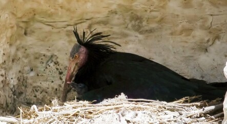 Kelaynak sayısı arttı - yasam