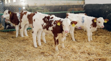 ’Üstün vasıflı’ sığırlar dünyaya geldi - yasam