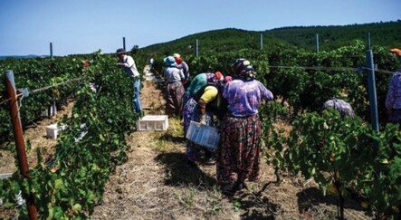 İsrail Türkiye'den tarım ürünleri ithalatını dondurdu - dunya