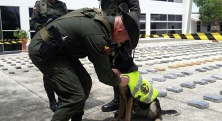 Suç örgütü, polis köpeğini öldürene 70 bin dolar vadetti - dunya