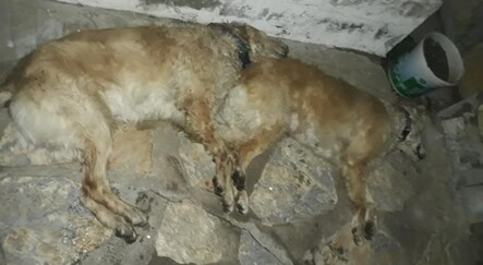 Tarım ilacı verilen 2 köpek telef oldu - dunya