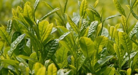 Yaş çay üreticilerine fark ödemesi desteği - ekonomi