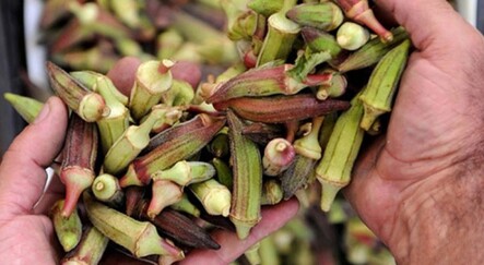 Bamya tohumunun faydaları nelerdir? Bamya Tohumu Kürü Nasıl Yapılır, Zayıflatır Mı? - haberler