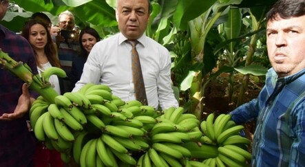 Antalya'da yıllık muz üretimi 6 yılda 100 bin ton arttı - gundem