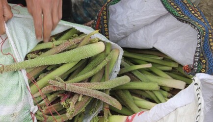 Bin 700 rakımda toplanan ışgın, köylülerin geçim kaynağı oldu - saglik