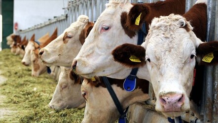 Belçika'nın Valonya bölgesinde helal kesim yasağı başladı - dunya